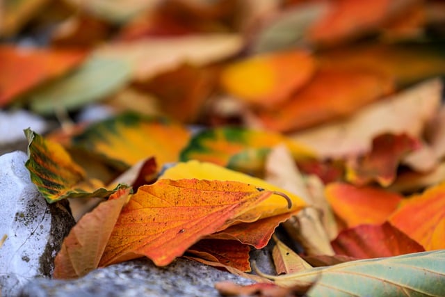 دانلود رایگان برگ های پاییزی رنگ های پاییزی عکس رایگان طبیعت برای ویرایش با ویرایشگر تصویر آنلاین رایگان GIMP