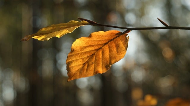 Free download leaves autumn bokeh seasons free picture to be edited with GIMP free online image editor