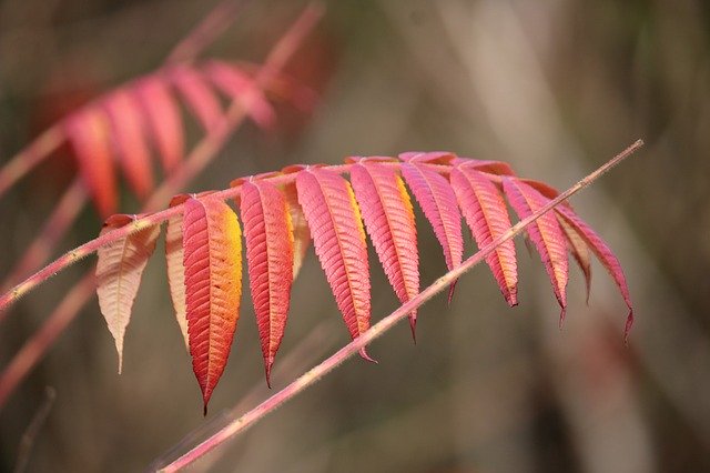 Téléchargement gratuit de Leaves Autumn Bush - photo ou image gratuite à éditer avec l'éditeur d'images en ligne GIMP