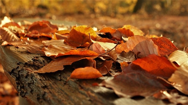 Free download leaves autumn colorful forest free picture to be edited with GIMP free online image editor