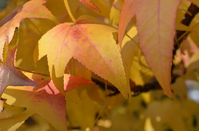 Безкоштовно завантажте Leaves Autumn Coloring — безкоштовну фотографію або малюнок для редагування за допомогою онлайн-редактора зображень GIMP