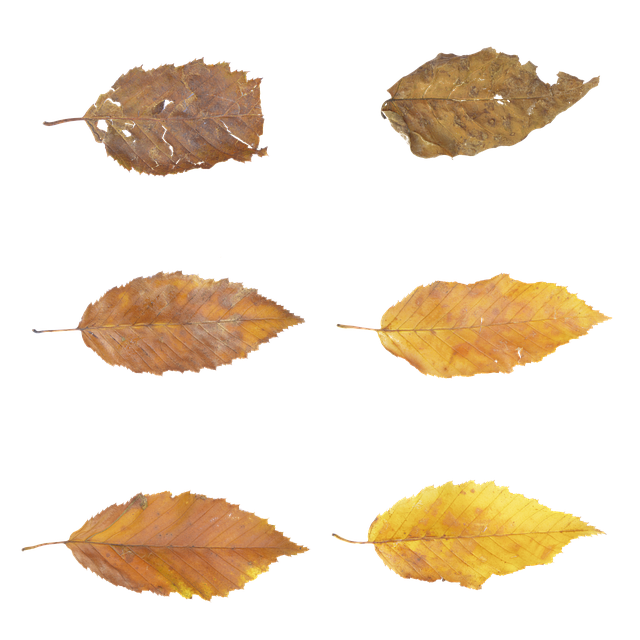 Free download Leaves Autumn Fall -  free free photo or picture to be edited with GIMP online image editor
