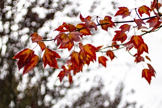 Free download leaves autumn fall branches tree free picture to be edited with GIMP free online image editor