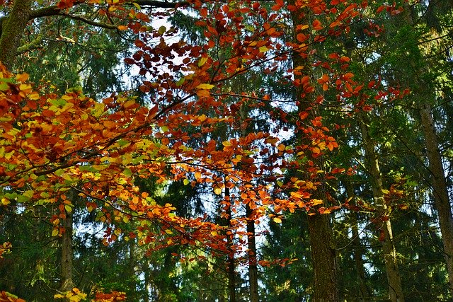 Kostenloser Download Leaves Autumn Fall Colors - kostenloses Foto oder Bild zur Bearbeitung mit GIMP Online-Bildbearbeitung