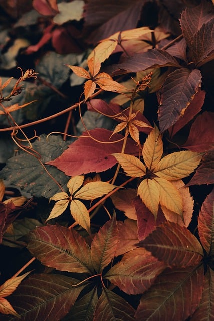Free download leaves autumn fall nature free picture to be edited with GIMP free online image editor