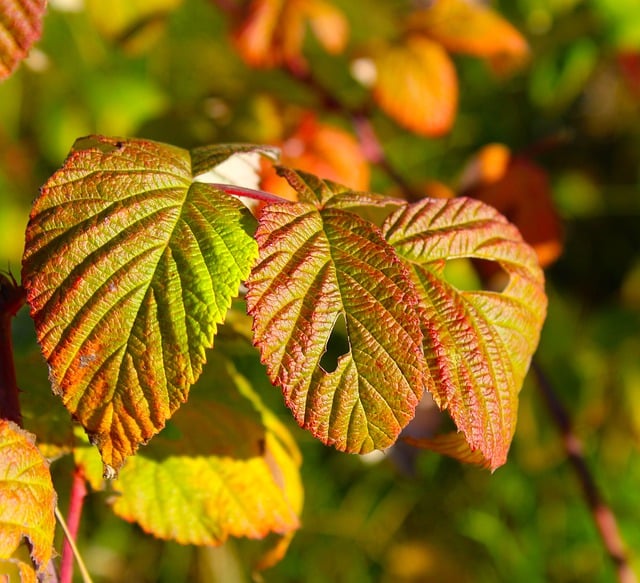 Free download leaves autumn foliage fall free picture to be edited with GIMP free online image editor