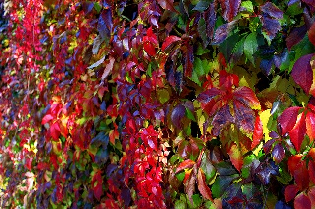 Download grátis Leaves Autumn Forest - foto ou imagem gratuita para ser editada com o editor de imagens online do GIMP