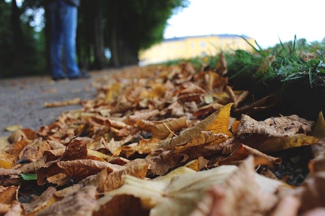Download gratuito di Leaves Autumn Golden Season: foto o immagine gratuita da modificare con l'editor di immagini online GIMP