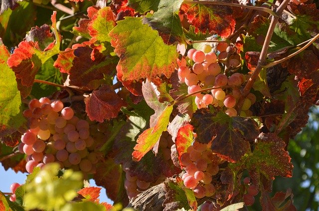 Kostenloser Download Leaves Autumn Grape - kostenloses Foto oder Bild zur Bearbeitung mit GIMP Online-Bildbearbeitung