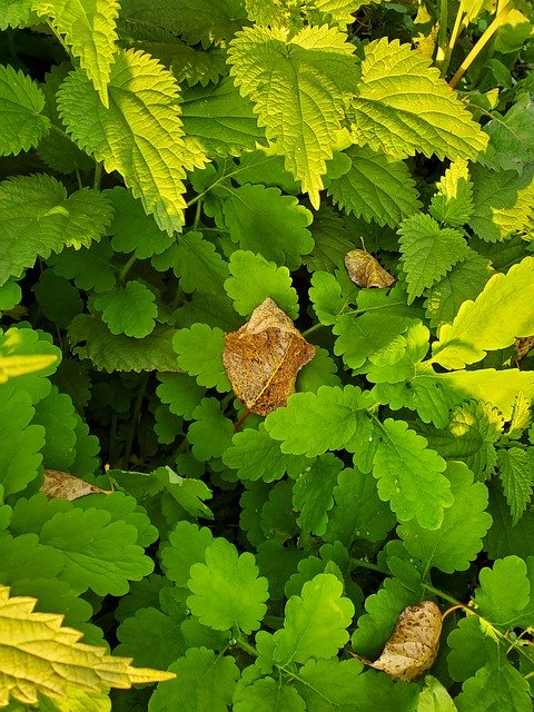 הורדה חינם Leaves Autumn Greens - תמונה או תמונה בחינם לעריכה עם עורך התמונות המקוון GIMP