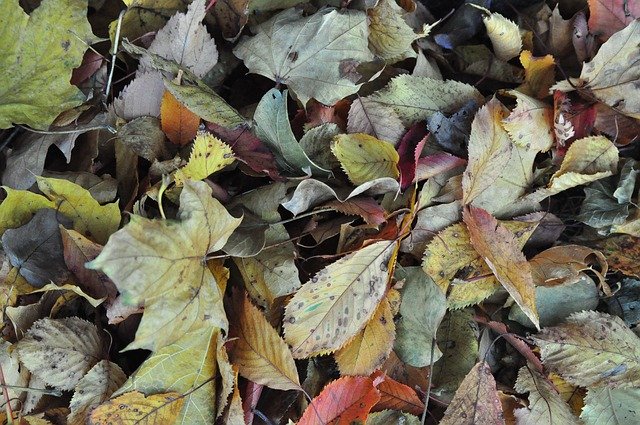 Gratis download Leaves Autumn Ground - gratis foto of afbeelding om te bewerken met GIMP online afbeeldingseditor
