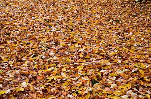 دانلود رایگان Leaves Autumn Leaf Fall - عکس یا تصویر رایگان قابل ویرایش با ویرایشگر تصویر آنلاین GIMP