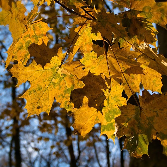 Free download leaves autumn leaves branch cutout free picture to be edited with GIMP free online image editor