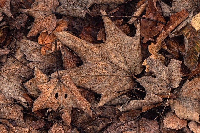 Free download leaves autumn leaves dried out free picture to be edited with GIMP free online image editor
