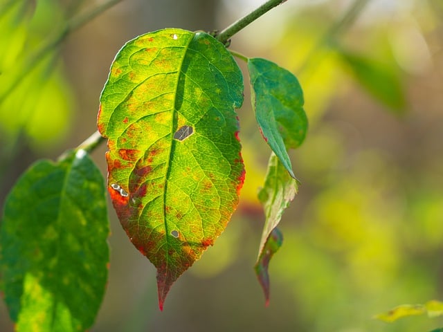 Free download leaves autumn leaves fall free picture to be edited with GIMP free online image editor