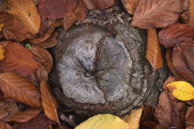 Free download leaves autumn leaves root detail free picture to be edited with GIMP free online image editor