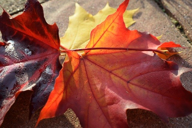 Unduh gratis Leaves Autumn Maple - foto atau gambar gratis untuk diedit dengan editor gambar online GIMP