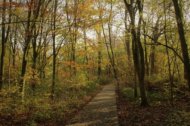 무료 다운로드 Leaves Autumn Mood Fall - 무료 사진 또는 사진을 김프 온라인 이미지 편집기로 편집할 수 있습니다.