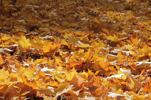 Template Photo Leaves Autumn Nature -  for OffiDocs