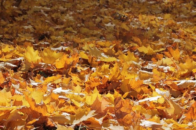 Free download Leaves Autumn Nature -  free free photo or picture to be edited with GIMP online image editor