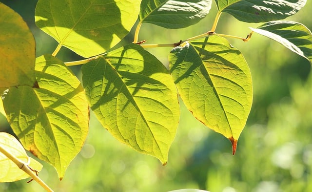 Free download leaves autumn plant growth botany free picture to be edited with GIMP free online image editor