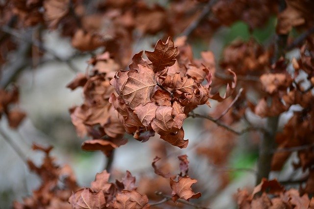 Free download Leaves Autumn Season -  free photo or picture to be edited with GIMP online image editor
