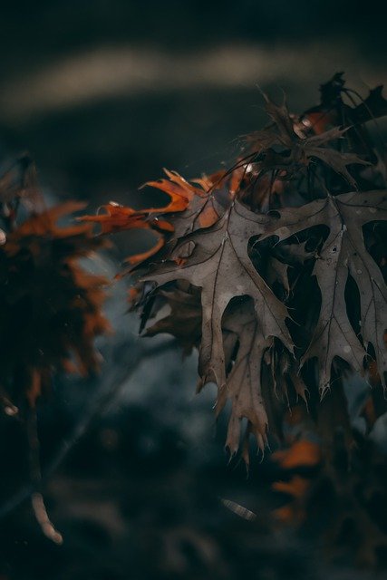 Gratis download bladeren herfst seizoen natuur herfst gratis foto om te bewerken met GIMP gratis online afbeeldingseditor