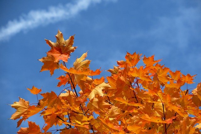 Template Photo Leaves Autumn Sky -  for OffiDocs