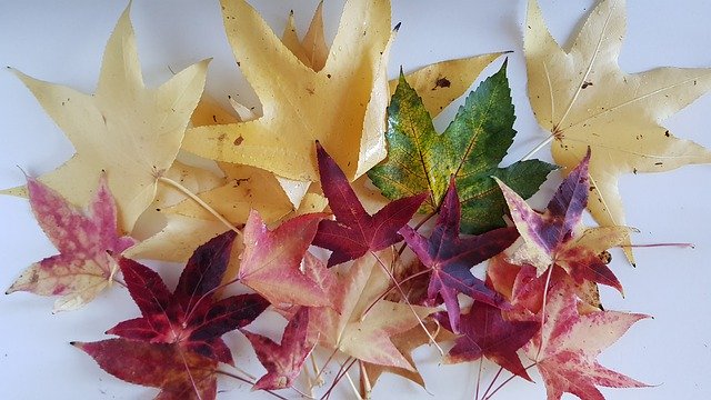 Muat turun percuma Leaves Autumn Still Life - foto atau gambar percuma untuk diedit dengan editor imej dalam talian GIMP