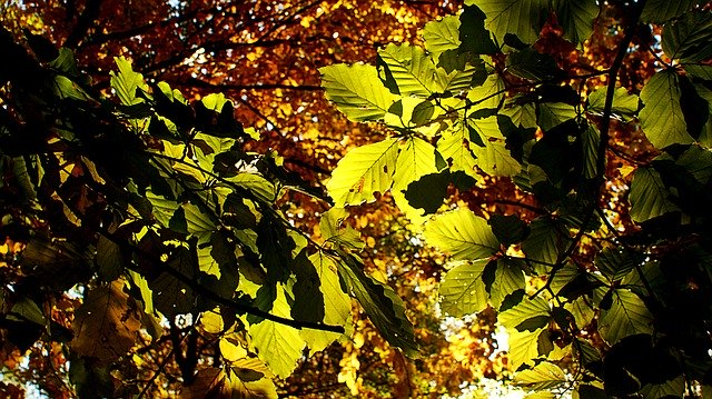 Free download Leaves Autumn Sun -  free photo or picture to be edited with GIMP online image editor