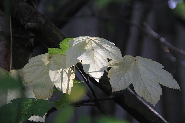 Безкоштовно завантажте Leaves Autumn Sunbeam - безкоштовну фотографію або зображення для редагування за допомогою онлайн-редактора зображень GIMP