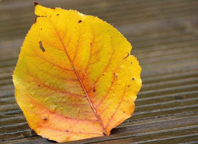 Unduh gratis Leaves Autumn Water Drop - foto atau gambar gratis untuk diedit dengan editor gambar online GIMP