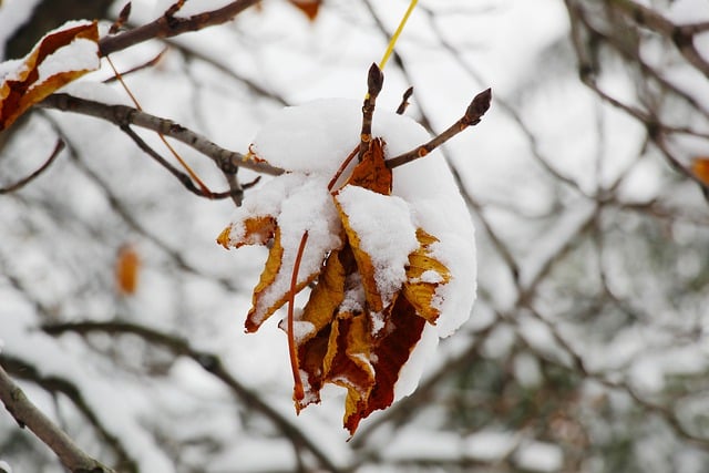 Free download leaves autumn winter foliage free picture to be edited with GIMP free online image editor