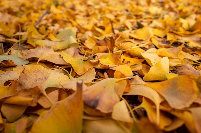 Free download Leaves Autumn Yellow -  free photo or picture to be edited with GIMP online image editor