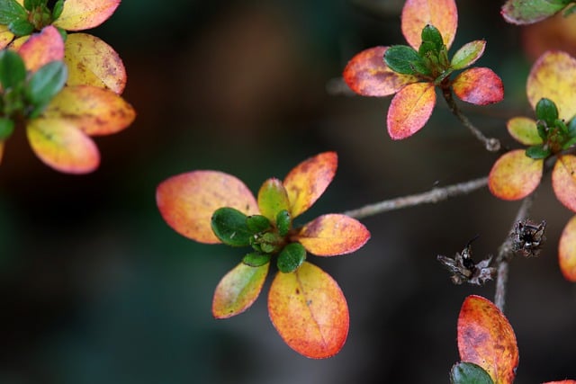 Free download leaves azalea plant rhododendron free picture to be edited with GIMP free online image editor