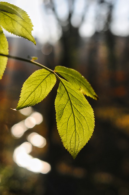 Free download leaves bach forest nature spring free picture to be edited with GIMP free online image editor