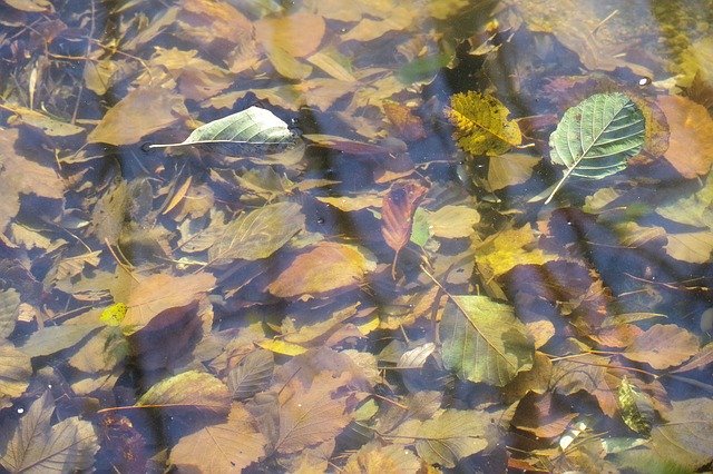 Téléchargement gratuit Leaves Bach Mirroring - photo ou image gratuite à modifier avec l'éditeur d'images en ligne GIMP