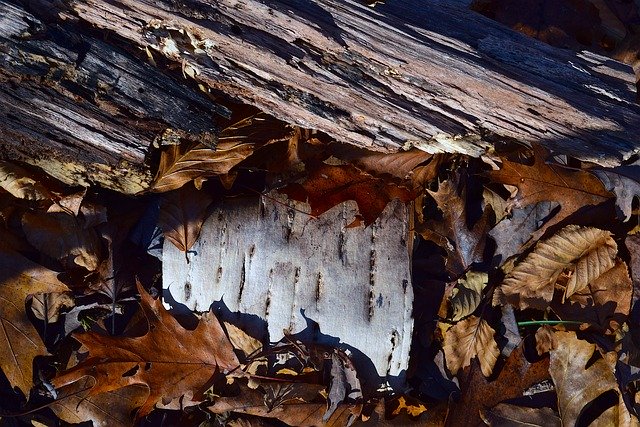 Free download Leaves Bark Autumn -  free photo or picture to be edited with GIMP online image editor