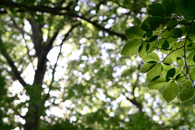 Free download leaves beech beech leaves forest free picture to be edited with GIMP free online image editor