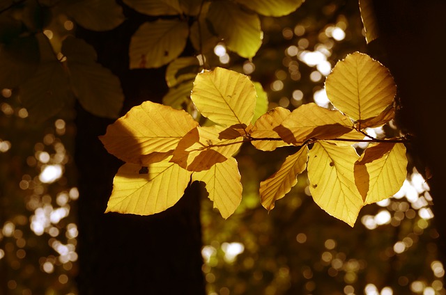 Free download leaves beech leaves foliage fall free picture to be edited with GIMP free online image editor