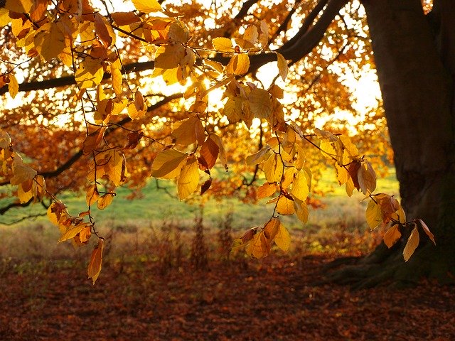 Descărcare gratuită Leaves Beech Tree - fotografie sau imagine gratuită pentru a fi editată cu editorul de imagini online GIMP