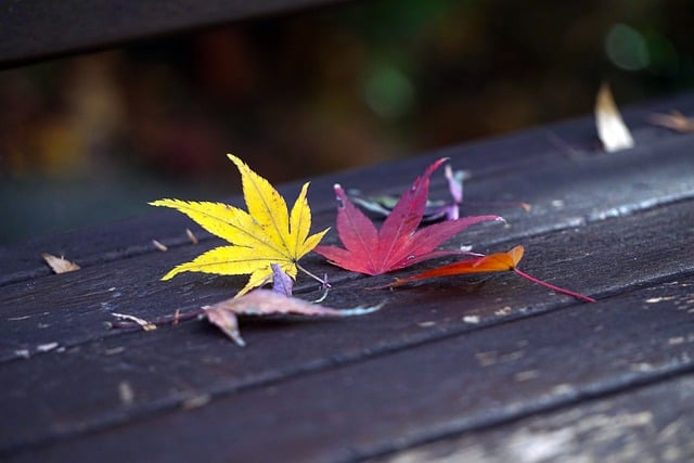 Free download leaves bench autumn leaves autumn free picture to be edited with GIMP free online image editor