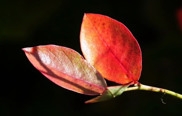 Download gratuito di foglie di mirtillo americano autunno immagine gratuita da modificare con l'editor di immagini online gratuito di GIMP
