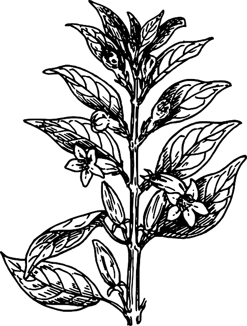 Free download Leaves Biology Plant - Free vector graphic on Pixabay free illustration to be edited with GIMP free online image editor