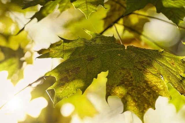 Téléchargement gratuit de feuilles botaniques feuillage croissance automne image gratuite à modifier avec l'éditeur d'images en ligne gratuit GIMP