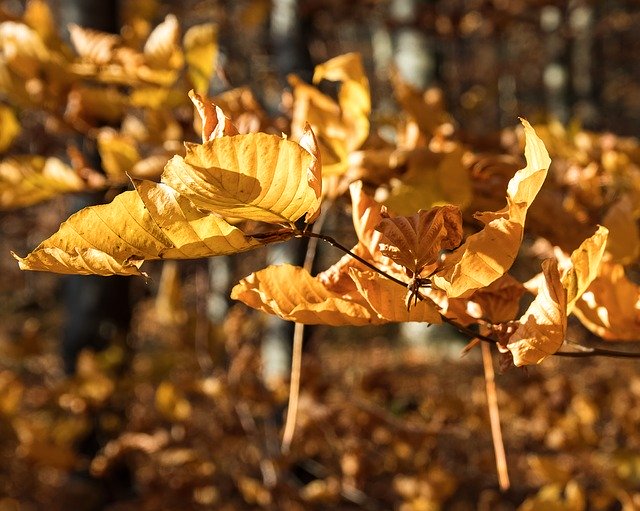 Free download Leaves Branch Autumn Fall -  free photo or picture to be edited with GIMP online image editor