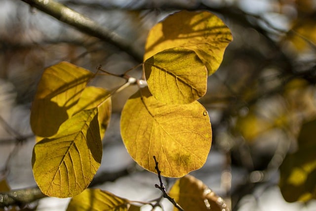 Free download leaves branch autumn fall tree free picture to be edited with GIMP free online image editor