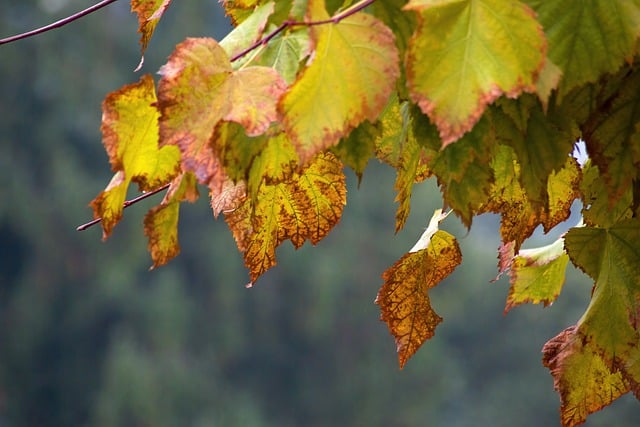 Free download leaves branch autumn yellow leaves free picture to be edited with GIMP free online image editor