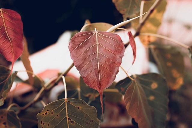 Free download leaves branch bo leaf bo tree free picture to be edited with GIMP free online image editor