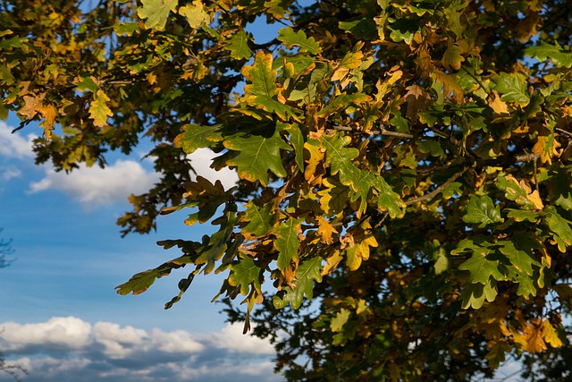 Free download leaves branch cutout close up oak free picture to be edited with GIMP free online image editor
